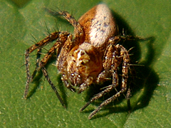 Western Lynx Spider